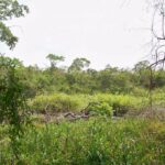 listing image thumbnail with ID 102335