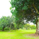 listing image thumbnail with ID 108217