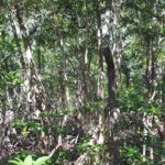 listing image thumbnail with ID 80961