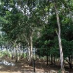 listing image thumbnail with ID 104677