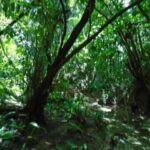 listing image thumbnail with ID 86744