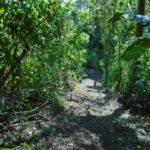 listing image thumbnail with ID 98965