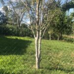 listing image thumbnail with ID 99162