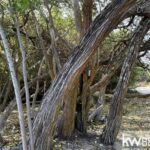 listing image thumbnail with ID 91815