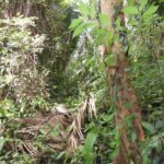 listing image thumbnail with ID 92474