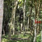 listing image thumbnail with ID 90251