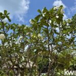 listing image thumbnail with ID 107099