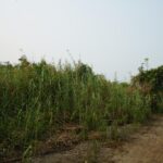 listing image thumbnail with ID 105740