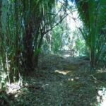 listing image thumbnail with ID 98949