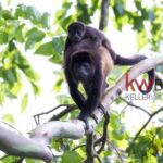 listing image thumbnail with ID 87477
