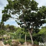 listing image thumbnail with ID 107093