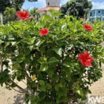 listing image thumbnail with ID 107095