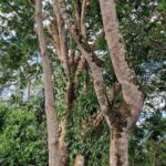 listing image thumbnail with ID 103864