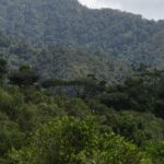 listing image thumbnail with ID 98331