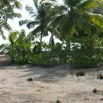 listing image thumbnail with ID 87733