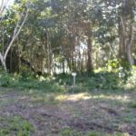 listing image thumbnail with ID 78066