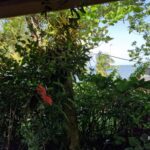 listing image thumbnail with ID 77051