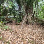 listing image thumbnail with ID 87181