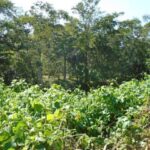 listing image thumbnail with ID 98943