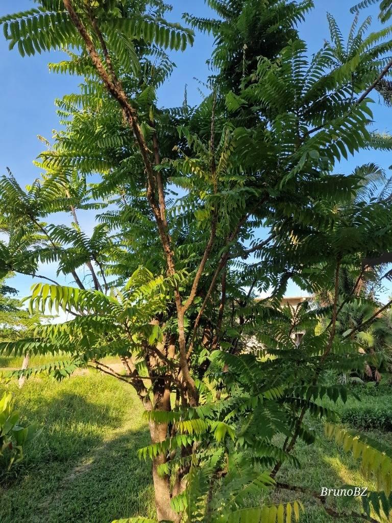 listing image with ID 101333