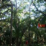 listing image thumbnail with ID 89219