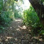 listing image thumbnail with ID 98964