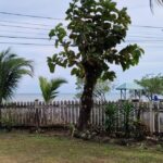 listing image thumbnail with ID 80352
