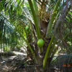 listing image thumbnail with ID 84055