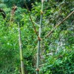listing image thumbnail with ID 104719