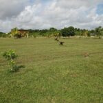 listing image thumbnail with ID 106594