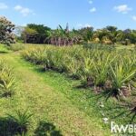 listing image thumbnail with ID 102480