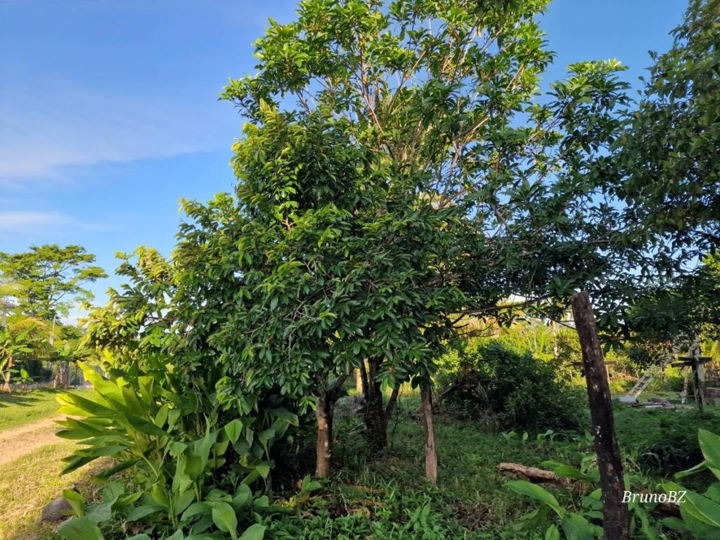 listing image with ID 101339