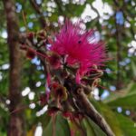 listing image thumbnail with ID 106597