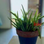 listing image thumbnail with ID 88425
