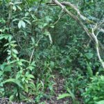 listing image thumbnail with ID 78442