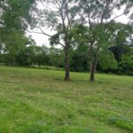 listing image thumbnail with ID 104421