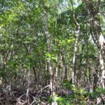 listing image thumbnail with ID 80962