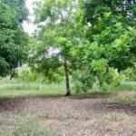 listing image thumbnail with ID 83350