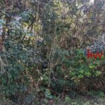 listing image thumbnail with ID 92843
