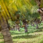 listing image thumbnail with ID 82239