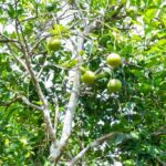 listing image thumbnail with ID 104695