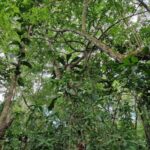 listing image thumbnail with ID 76821