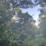 listing image thumbnail with ID 82465