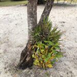 listing image thumbnail with ID 74678