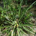 listing image thumbnail with ID 78541
