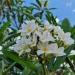 listing image thumbnail with ID 106606
