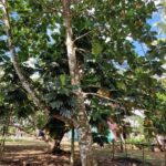 listing image thumbnail with ID 106609