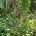 listing image thumbnail with ID 100976
