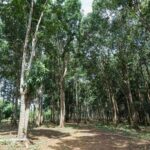 listing image thumbnail with ID 104672