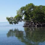 listing image thumbnail with ID 95981